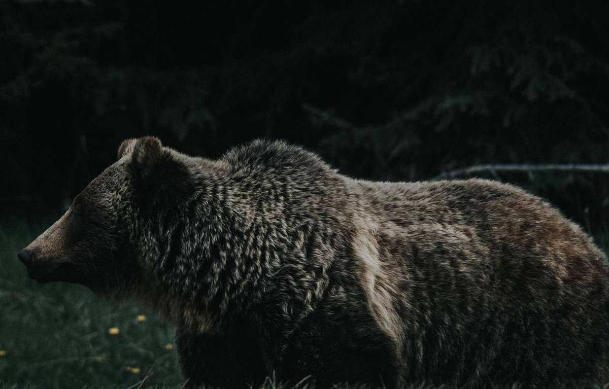 brown bear brown bear bear